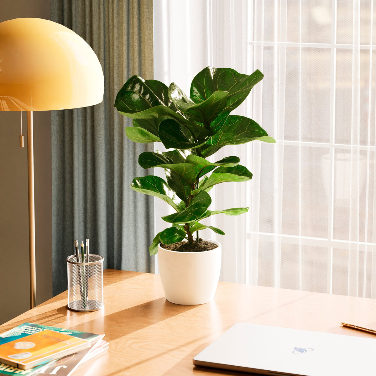 Plants - Yearly Package " 3 Times Delivery In A Year" Gardening Equipment on Rent - Rentux
